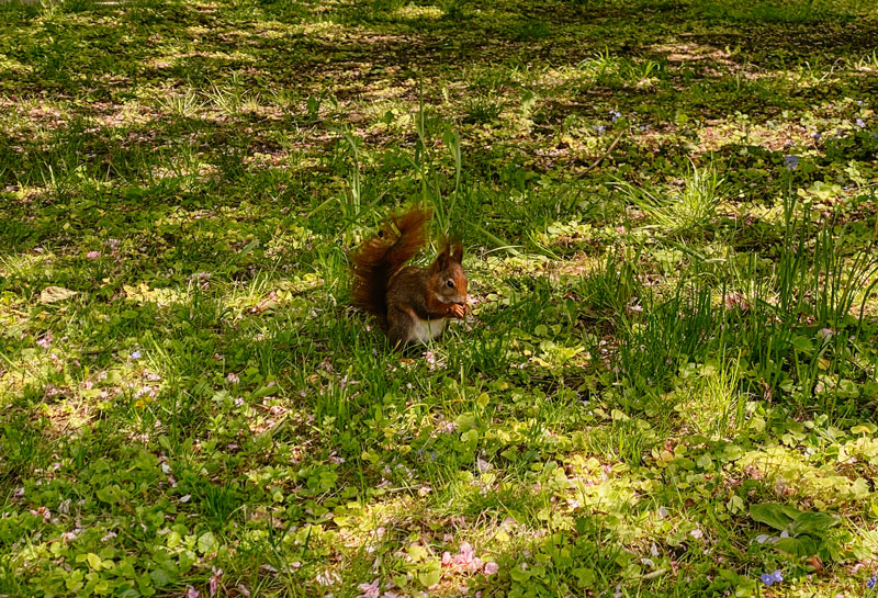 Eichhörnchen Bärenwiese Ludwigsburg